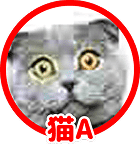 猫A